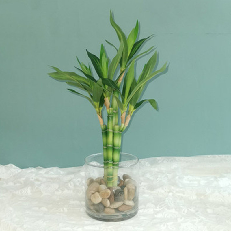 Aquarium Plant In Pot - Baru 40Cm RFtificial Bambu Beruntung Tanaman