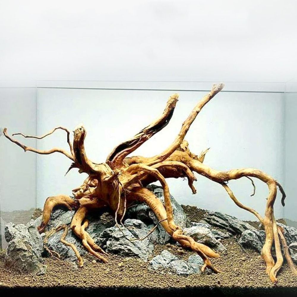 Aquarium Planted Wood - Pohon alami dekorasi akuarium kayu karya