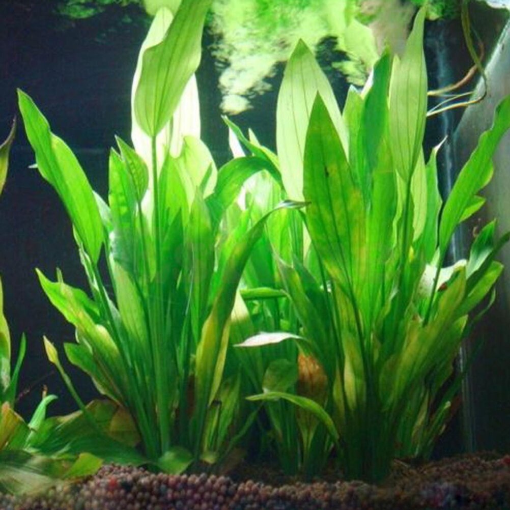 Aquarium Plant Live - Tanaman dekorasi akuarium buatan 15cm, Aksesori