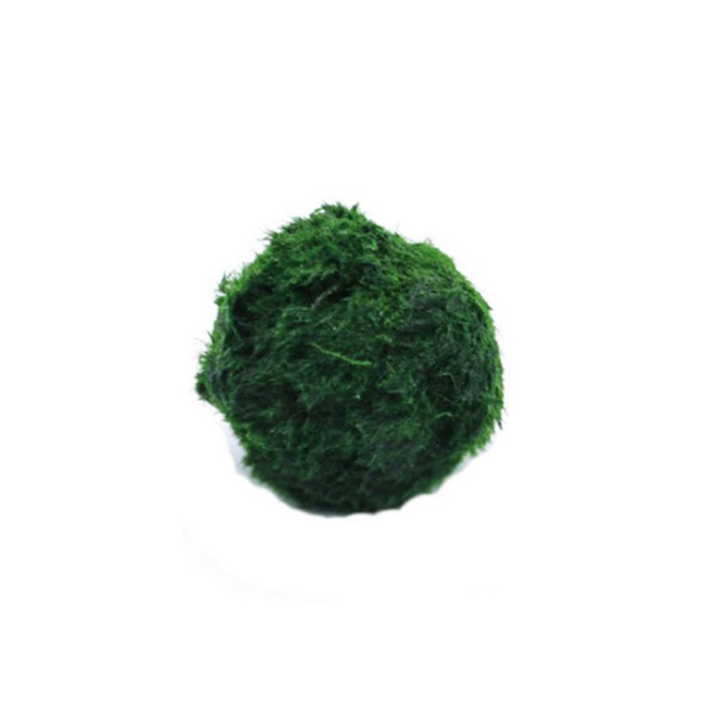 Aquarium Plant Live - Bola Lumut Marimo Tanaman Akuarium Hidup