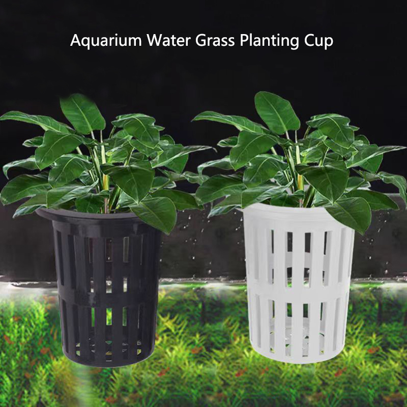 Aquarium Plant Live - 1/3 Buah Keranjang Tanaman Akuarium Penanam