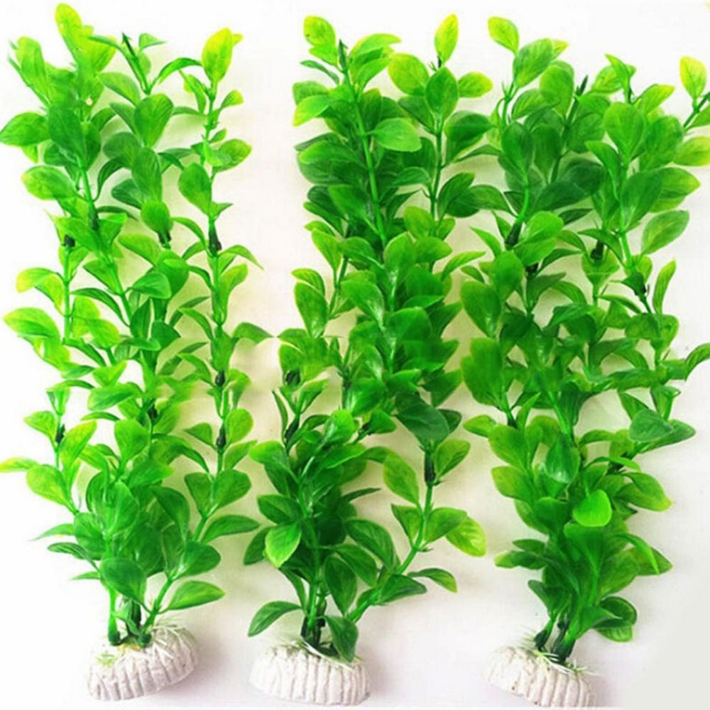 Aquarium Plant Seeds - 1/3 Buah Tanaman Hias Akuarium Rumput