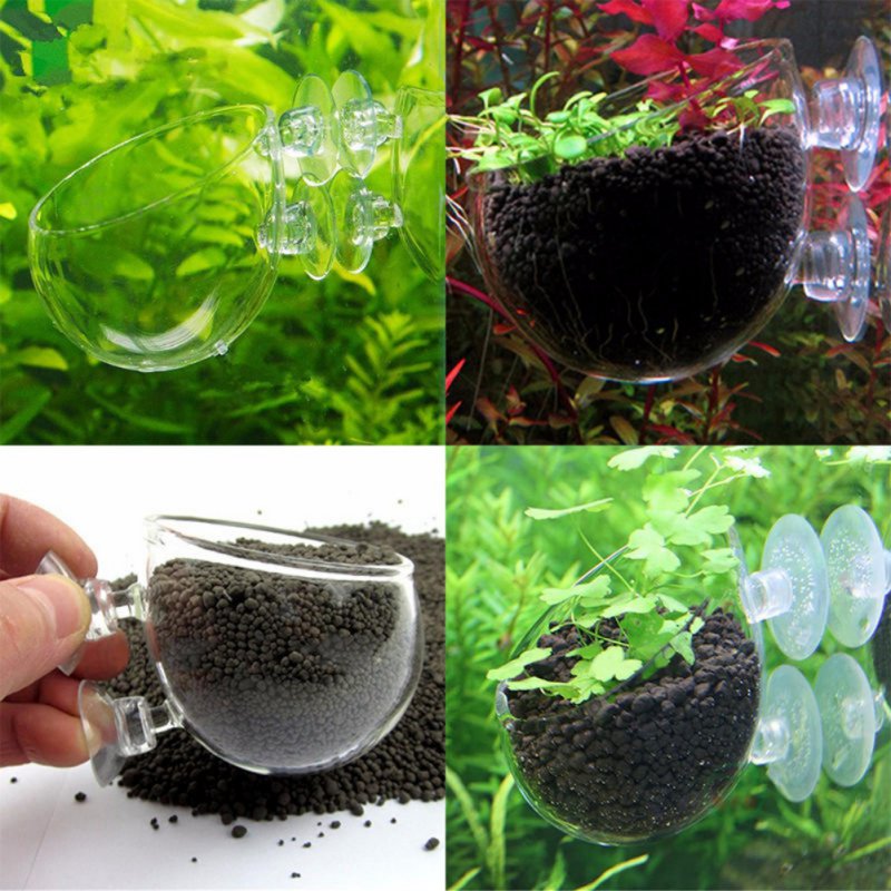 Aquarium Plant Seeds - Akuarium Pot tanaman gantung gelas silinder