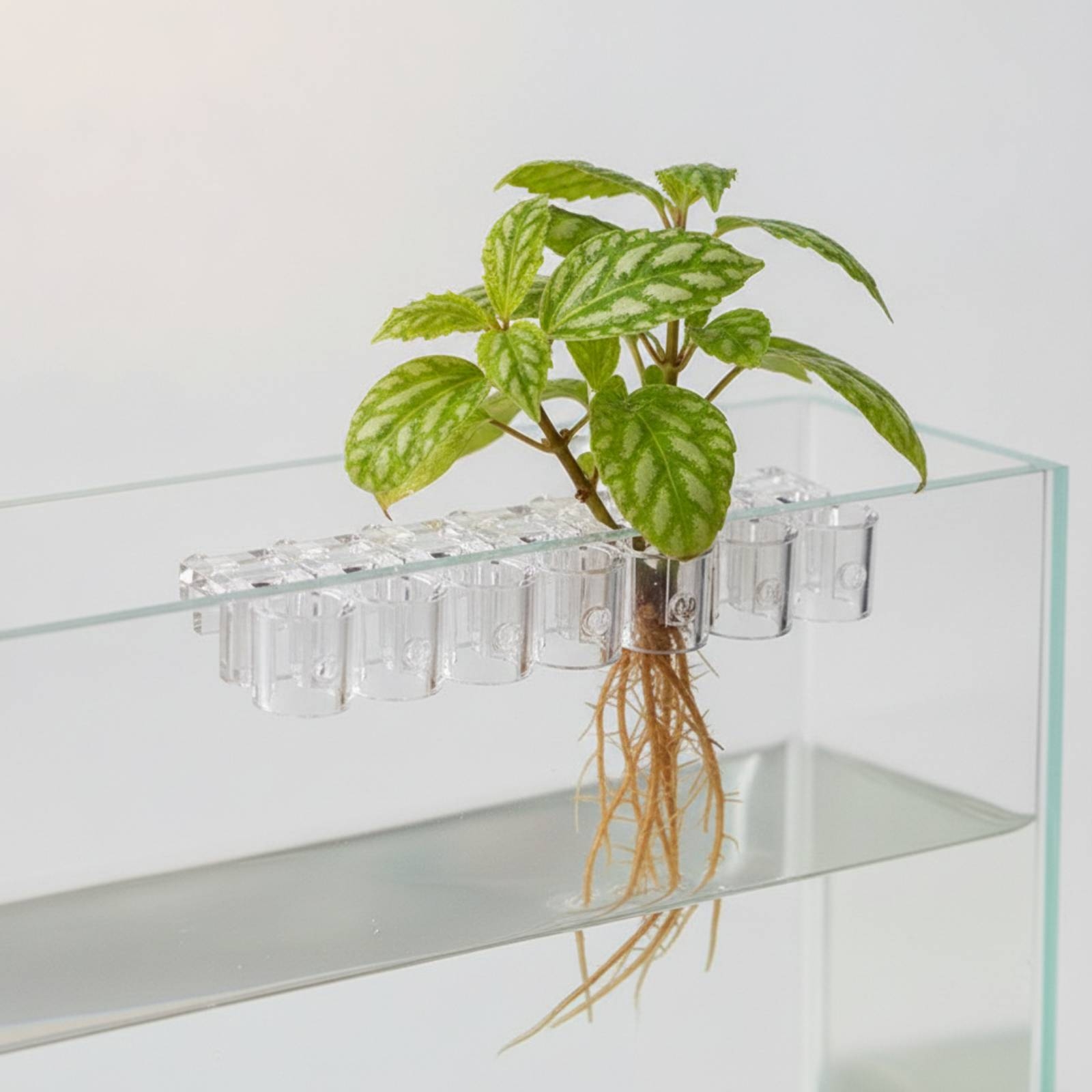 6 Buah Penjepit Penyangga Hidr - Aquarium Planted Plants ulasan dan harga