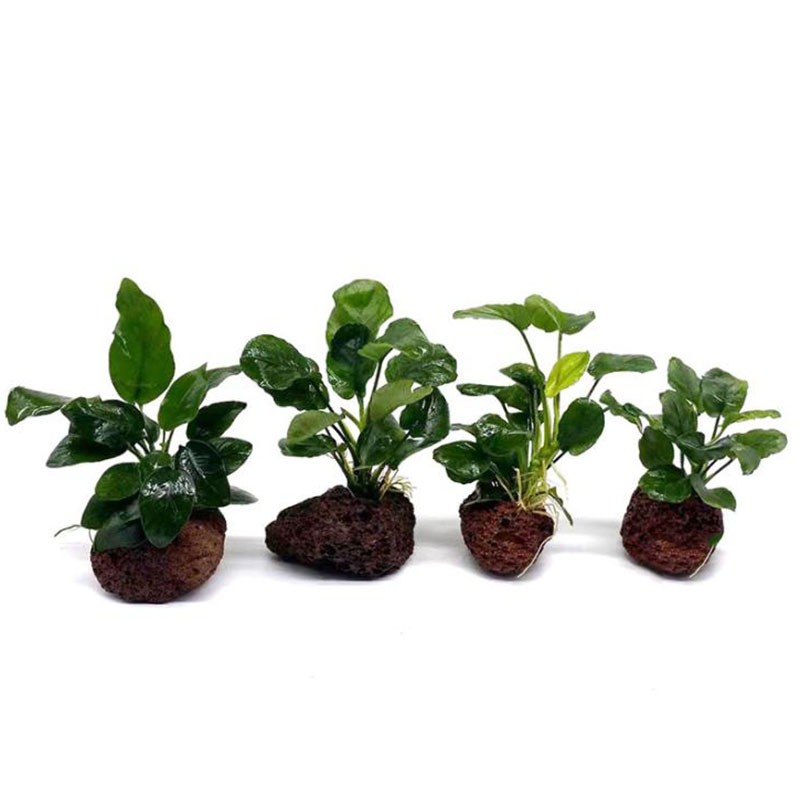 Dekorasi Akuarium Vulkanik Tan - Aquarium Plant Live ulasan dan harga