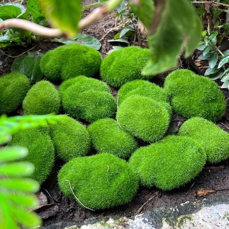 5/30 Buah Batu Lumut Simulasi  - Aquarium Plant Seeds ulasan dan harga