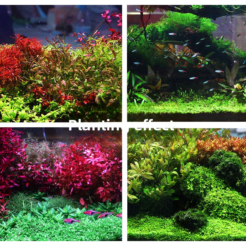 SYSENCIAGA Substrat Akuarium T - Aquarium Plant Seeds ulasan dan harga