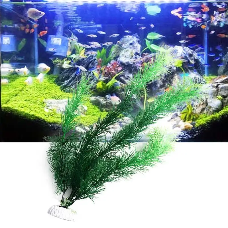 Tanaman Dekorasi Akuarium Buat - Aquarium Plant Seeds ulasan dan harga