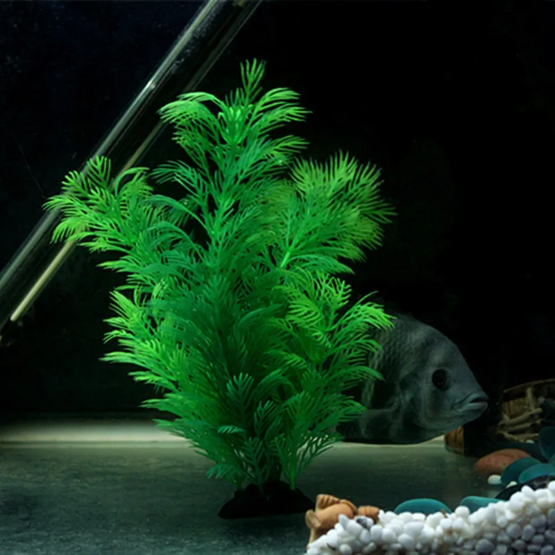 Tanaman Dekorasi Akuarium Buat - Aquarium Plant Seeds ulasan dan harga