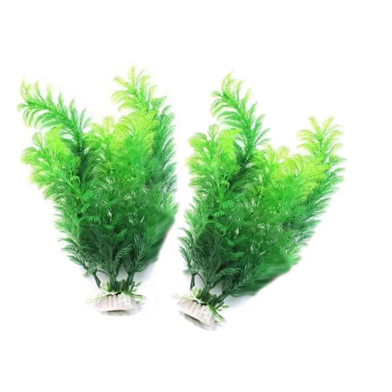 Tanaman Dekorasi Akuarium Buat - Aquarium Plant Seeds ulasan dan harga