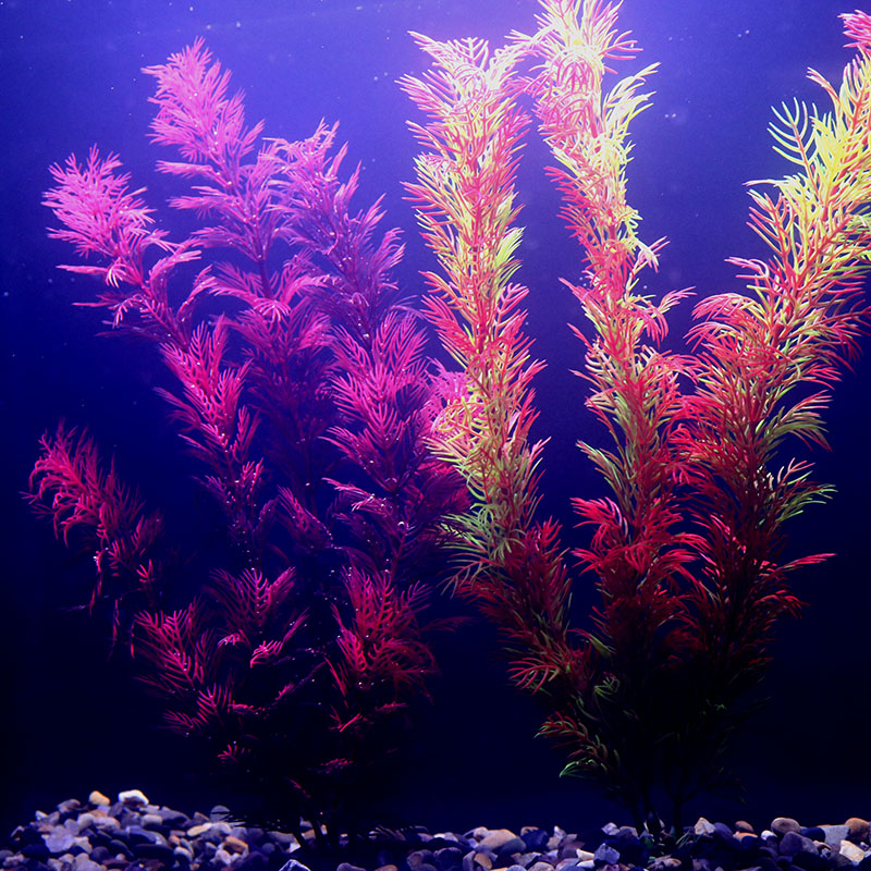 Dekorasi Akuarium Buatan Tanam - Aquarium Plant Seeds ulasan dan harga