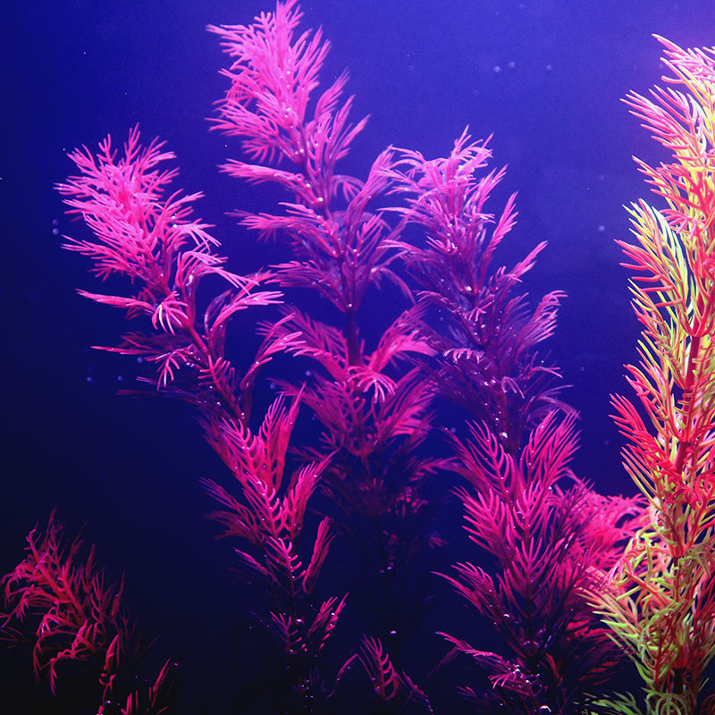 Dekorasi Akuarium Buatan Tanam - Aquarium Plant Seeds ulasan dan harga