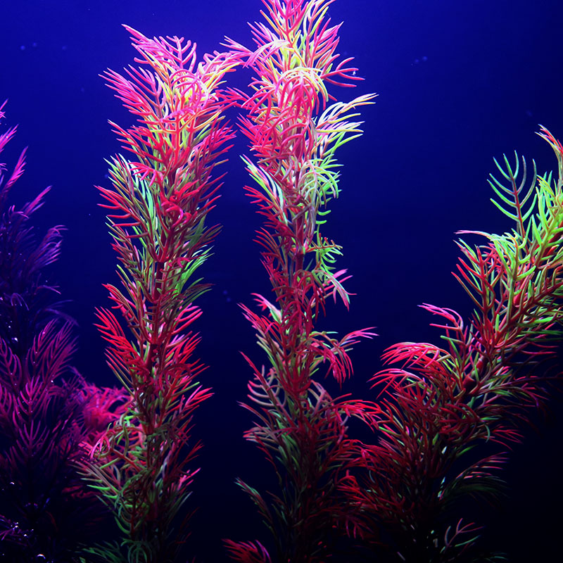 Dekorasi Akuarium Buatan Tanam - Aquarium Plant Seeds ulasan dan harga
