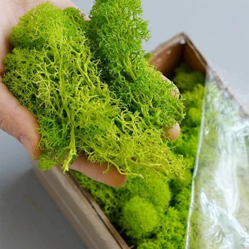 100/200/500G Lumut Kehidupan A - Aquarium Plant Seeds ulasan dan harga