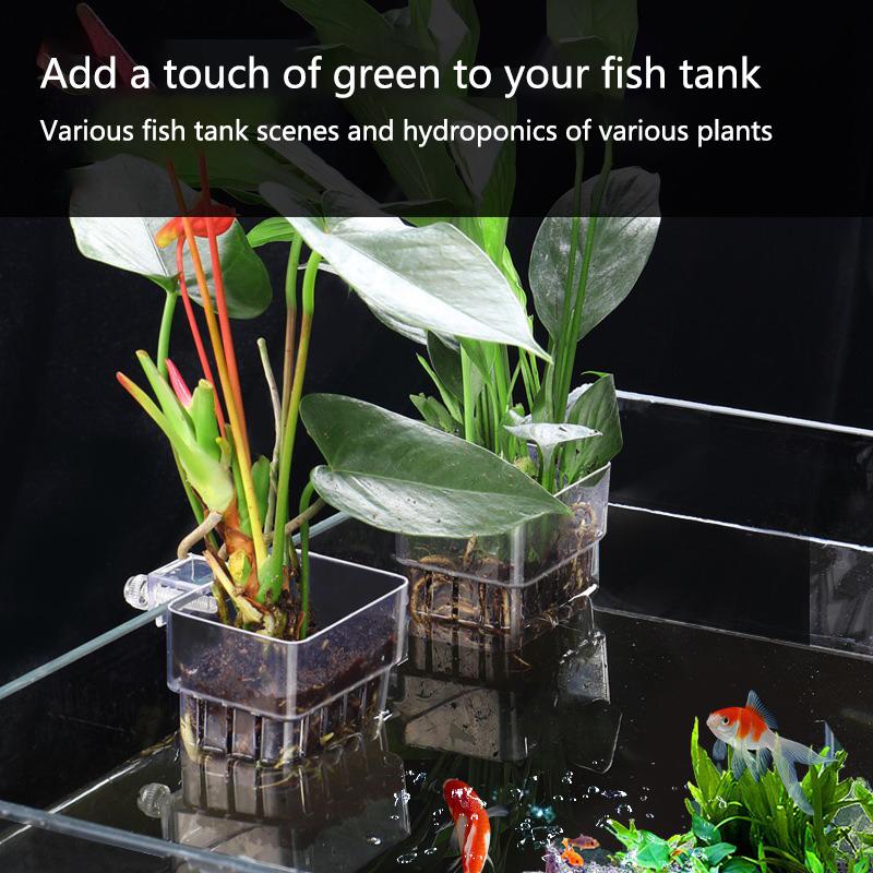 Cangkir Penanaman Hidroponik A - Aquarium Planted Setup ulasan dan harga