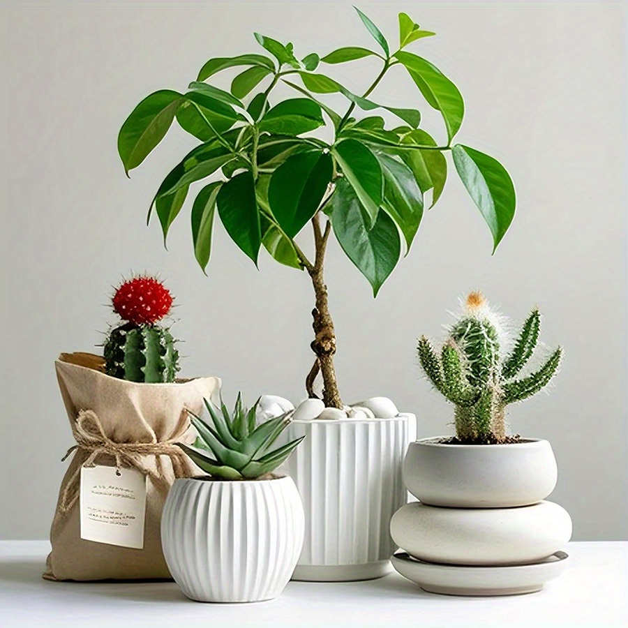 200/400g Batu Kerikil Putih Po - Aquarium Plant In Pot ulasan dan harga