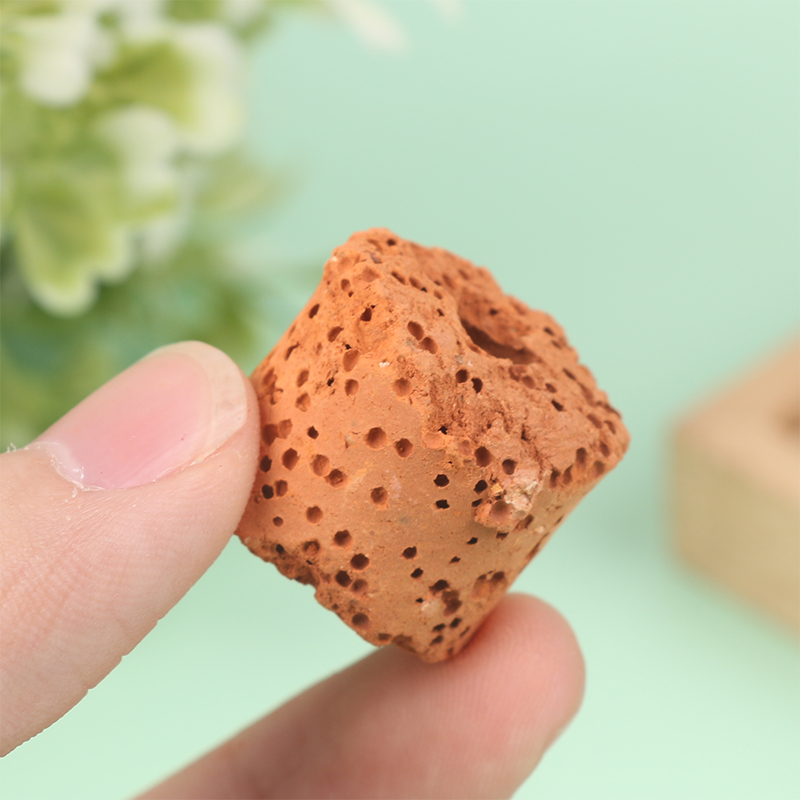 10 Buah Cincin Tanaman Air Min - Aquarium Planted Setup ulasan dan harga