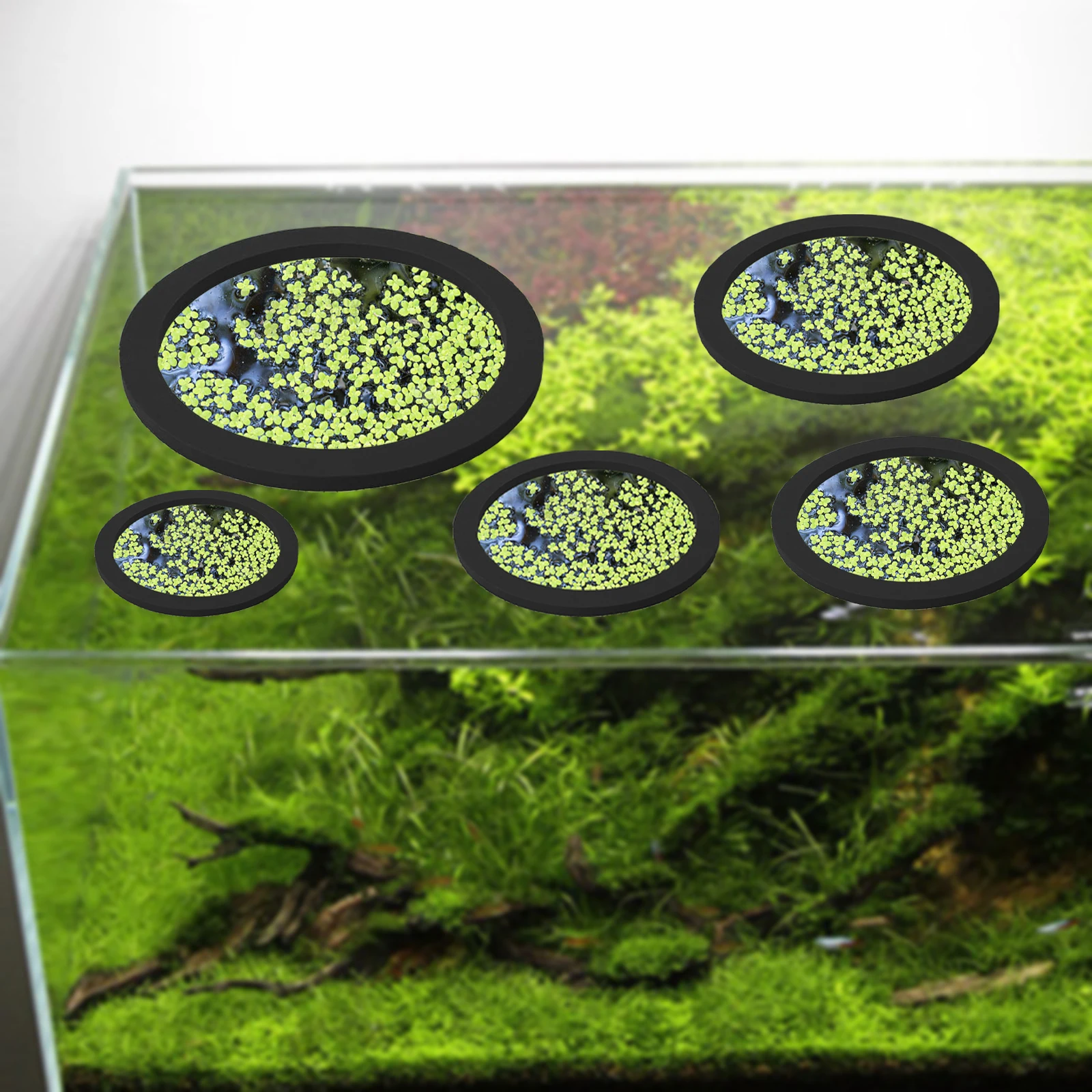 5 buah EVA cincin pemberi maka - Aquarium Plant In Pot ulasan dan harga