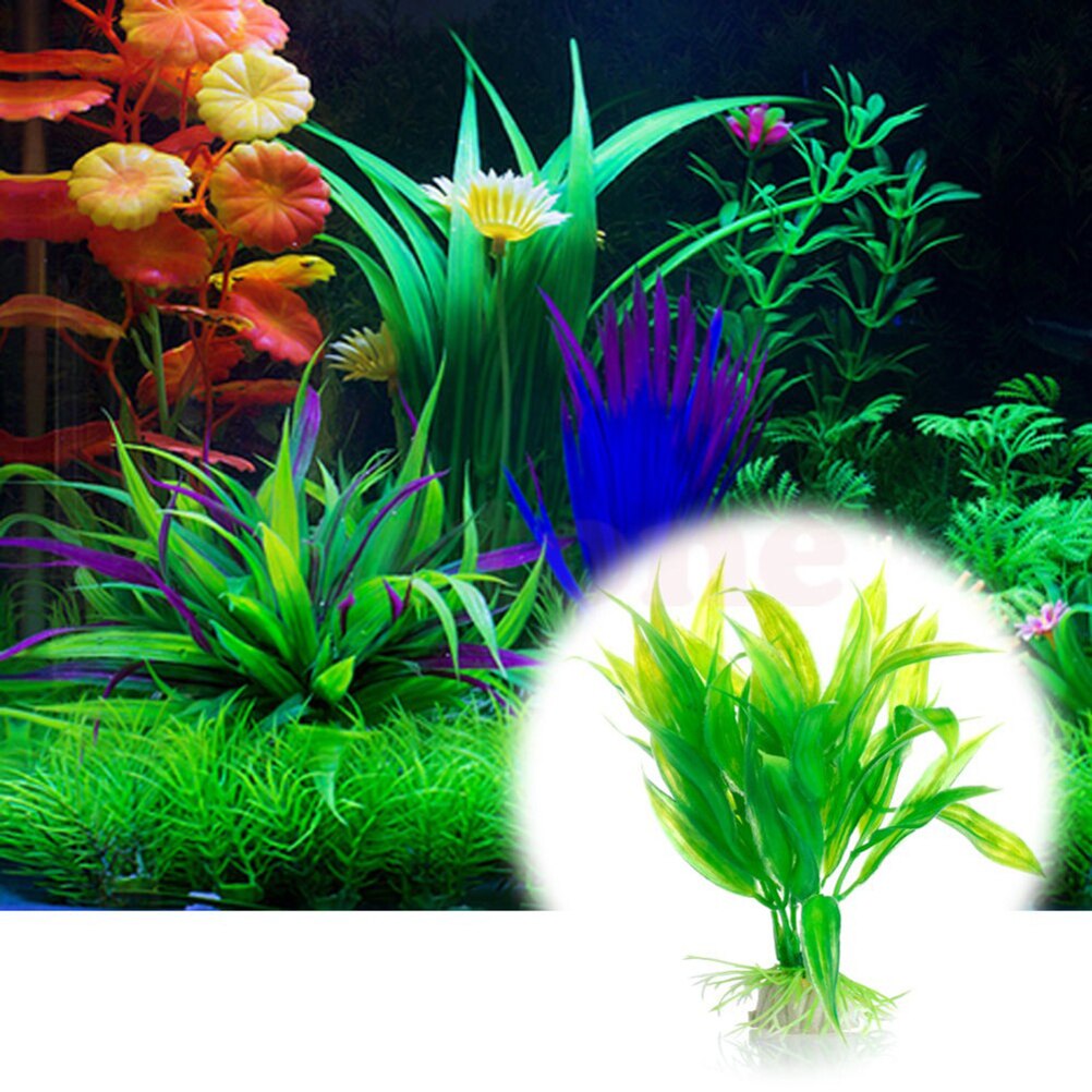 Tanaman dekorasi akuarium buat - Aquarium Plant Live ulasan dan harga