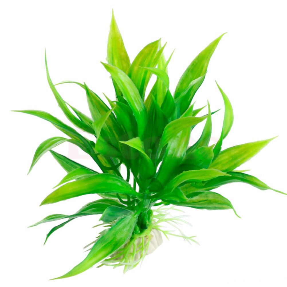 Tanaman dekorasi akuarium buat - Aquarium Plant Live ulasan dan harga