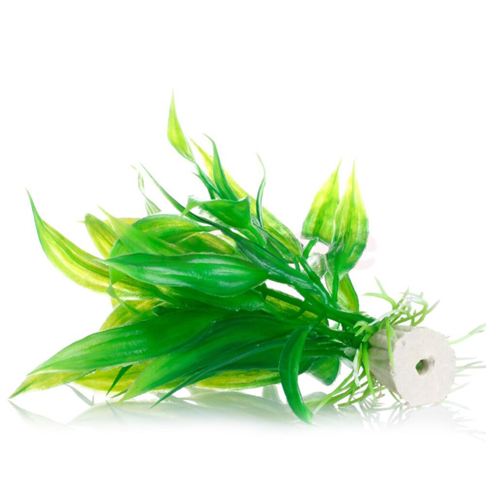 Tanaman dekorasi akuarium buat - Aquarium Plant Live ulasan dan harga