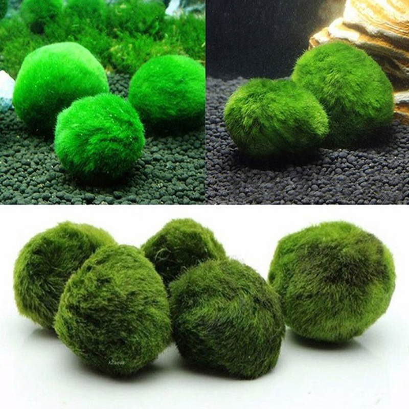 Bola Lumut Marimo Tanaman Akua - Aquarium Plant Live ulasan dan harga