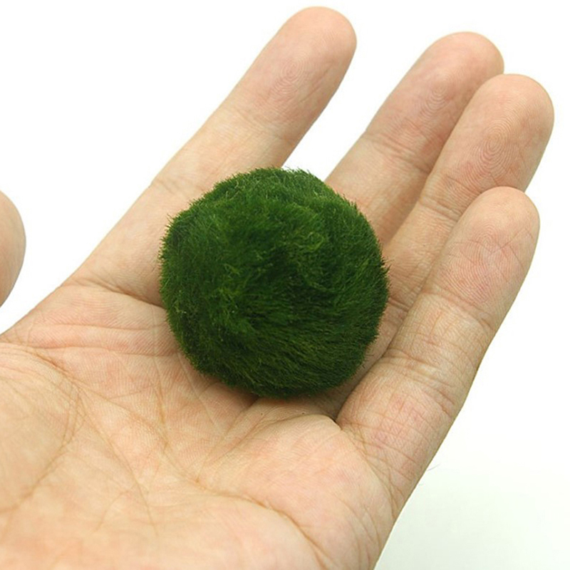 Bola Lumut Marimo Tanaman Akua - Aquarium Plant Live ulasan dan harga
