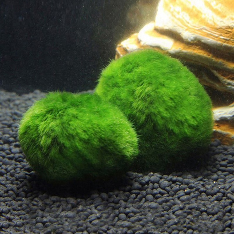 Bola Lumut Marimo Tanaman Akua - Aquarium Plant Live ulasan dan harga