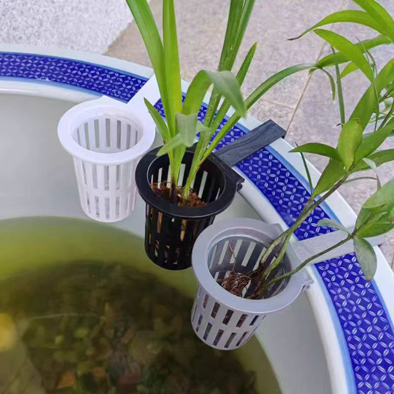 1/3 Buah Keranjang Tanaman Aku - Aquarium Plant Live ulasan dan harga