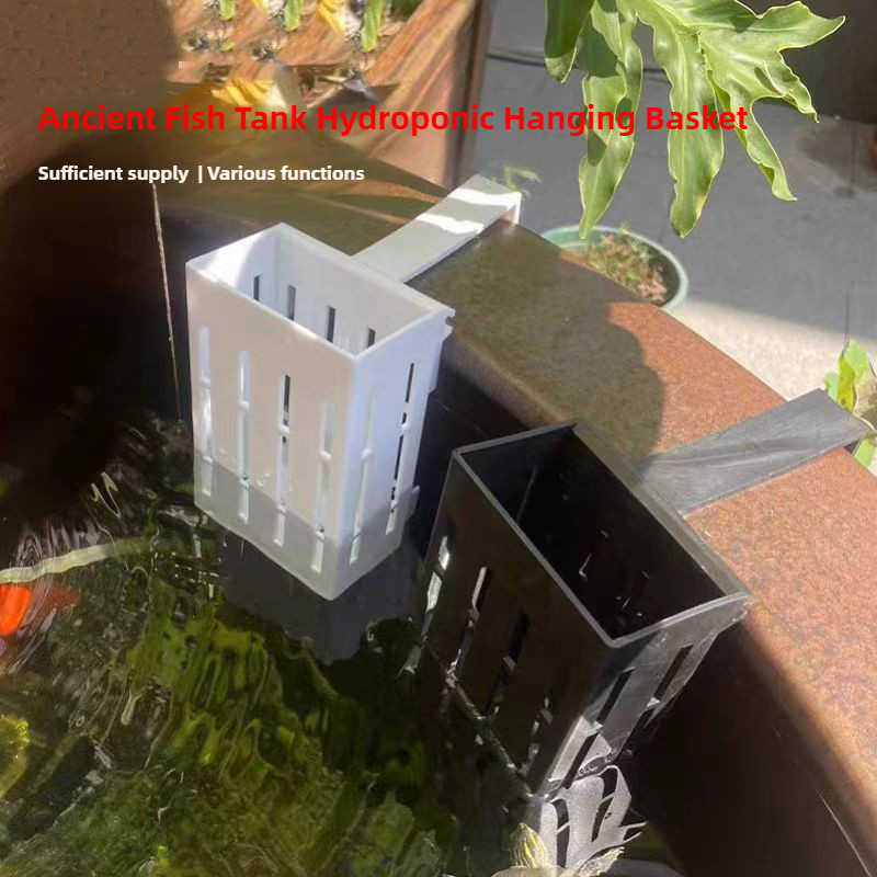 1/3 Buah Keranjang Tanaman Aku - Aquarium Plant Live ulasan dan harga