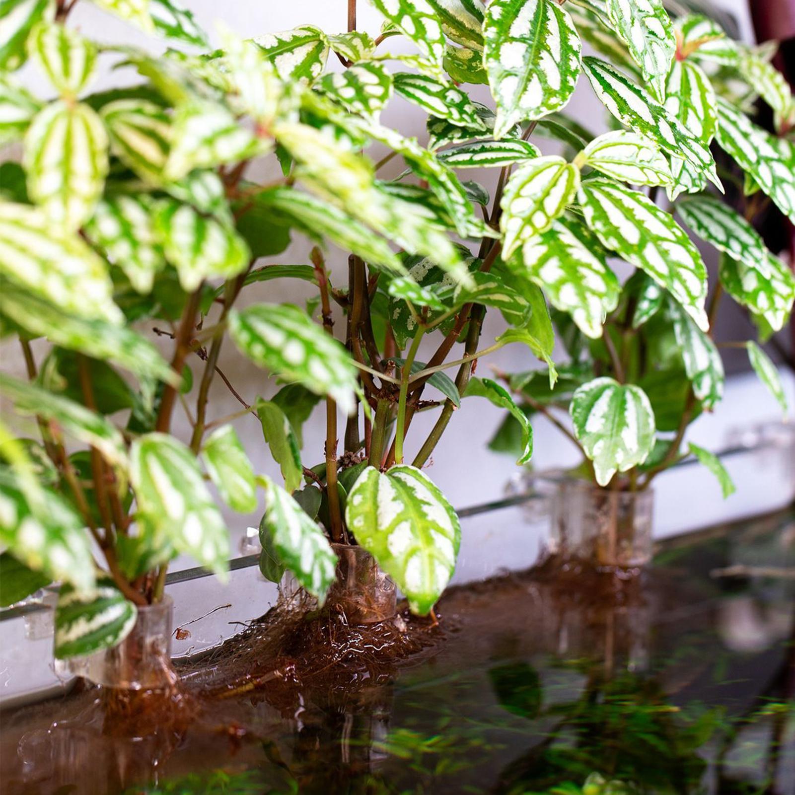 6 Buah Tempat Tanaman Akuarium - Aquarium Plant Live ulasan dan harga