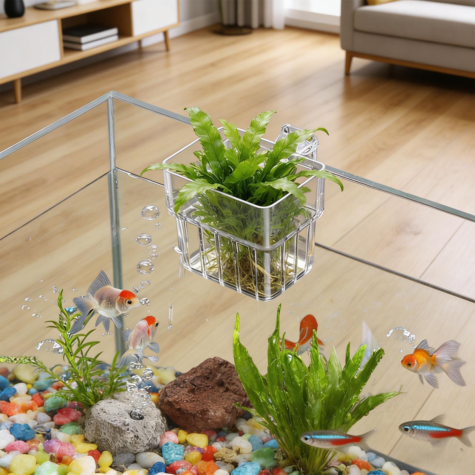 Pot Gantung Transparan untuk A - Aquarium Plant Live ulasan dan harga