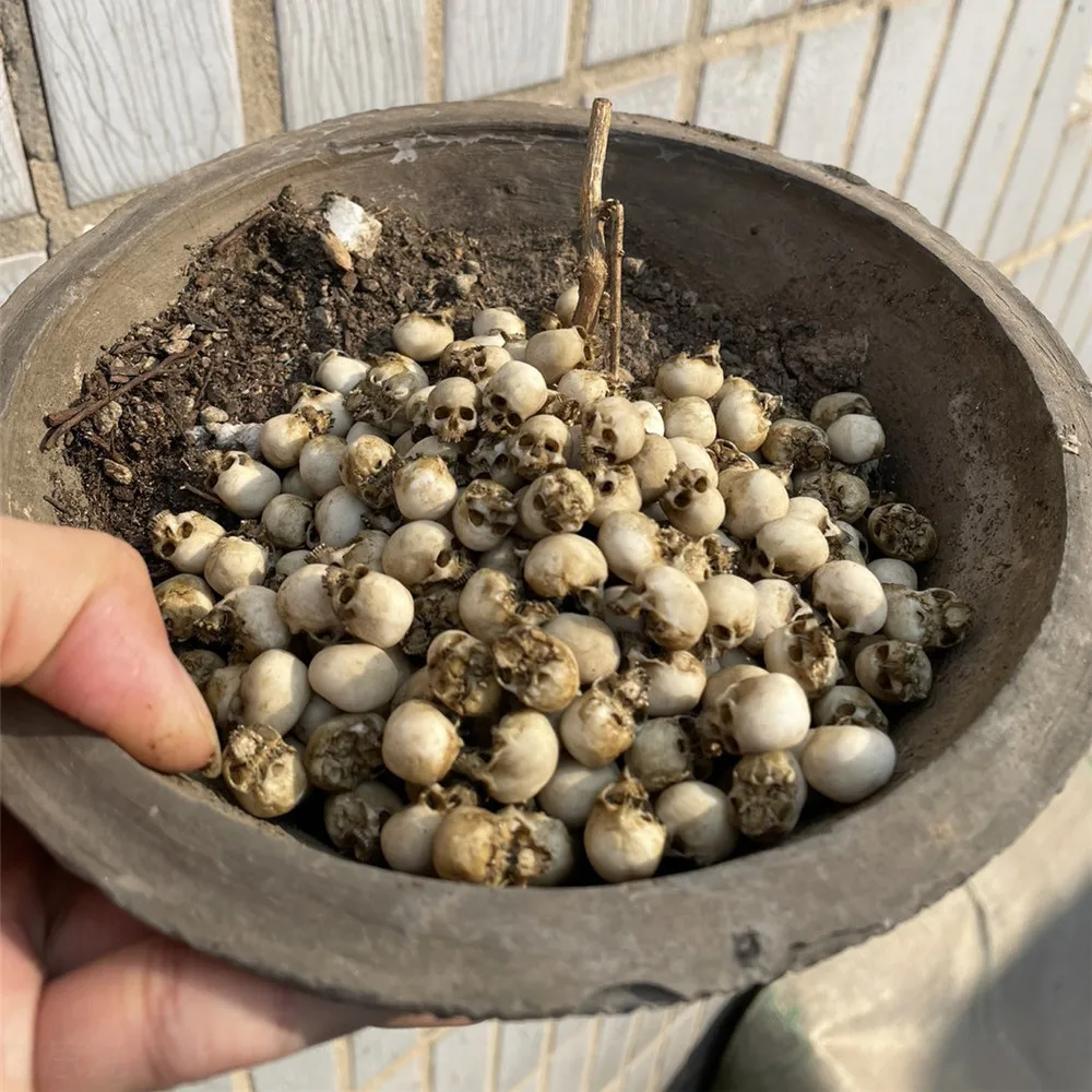 Miniatur tengkorak Mini kualit - Aquarium Plant In Pot ulasan dan harga