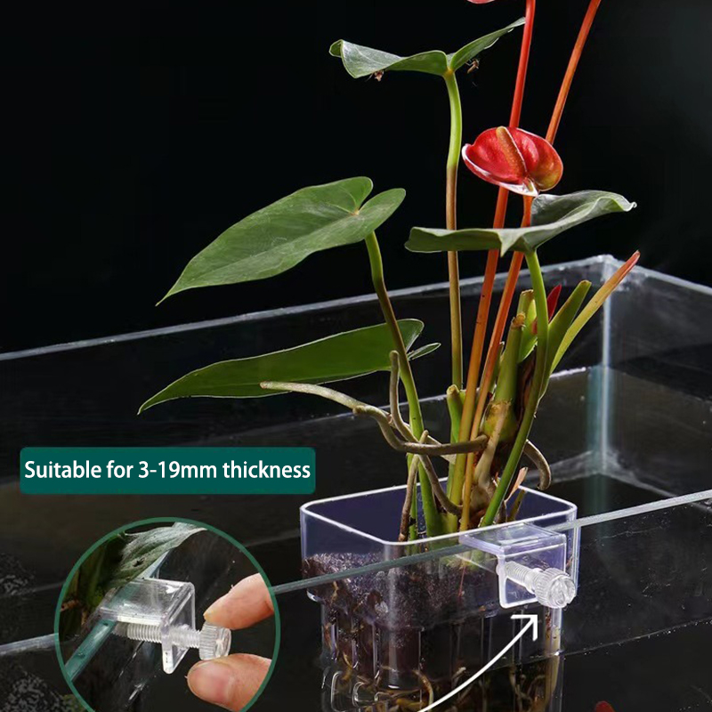 Akuarium ikan multifungsi cang - Aquarium Plant Grass ulasan dan harga
