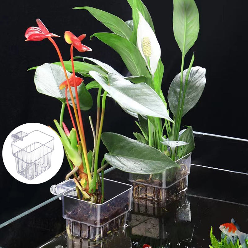 Akuarium ikan multifungsi cang - Aquarium Plant Grass ulasan dan harga