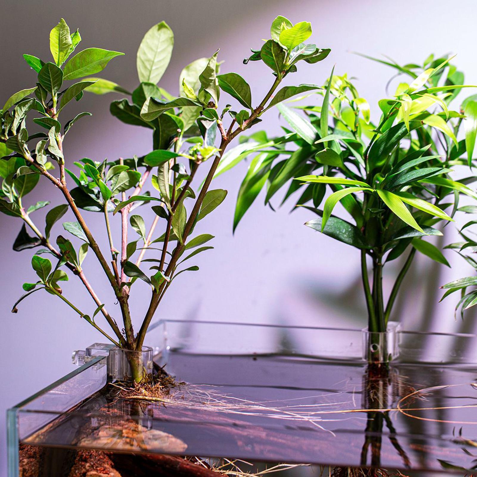 Penyangga Tanaman untuk Akuari - Aquarium Plant Live ulasan dan harga