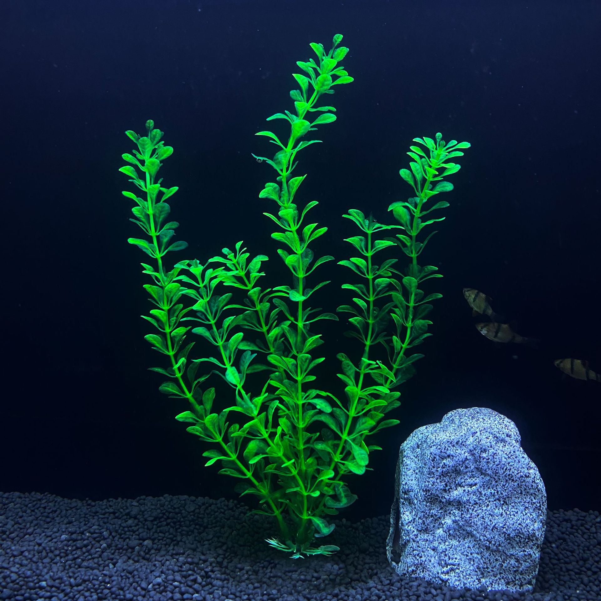 Tanaman air Simulasi akuarium, - Aquarium Plant Seeds ulasan dan harga