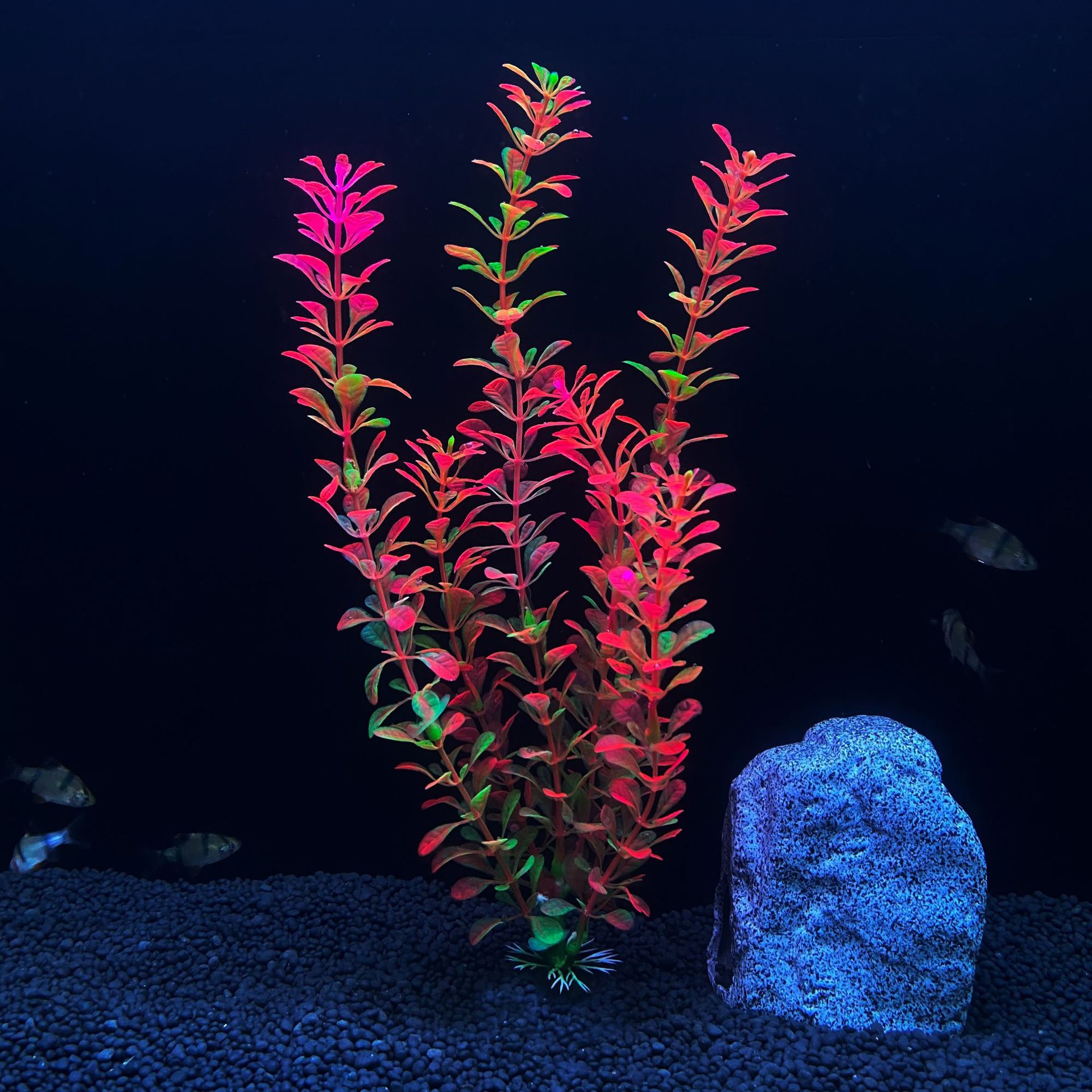 Tanaman air Simulasi akuarium, - Aquarium Plant Seeds ulasan dan harga