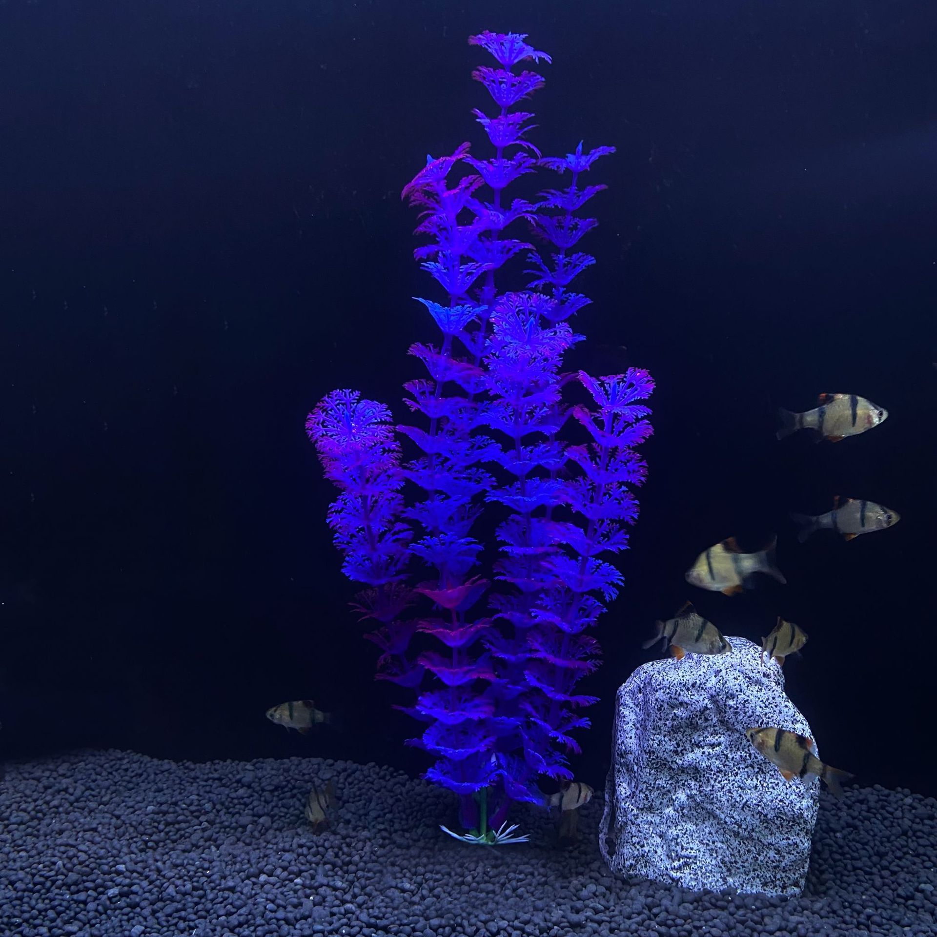 Tanaman air Simulasi akuarium, - Aquarium Plant Seeds ulasan dan harga