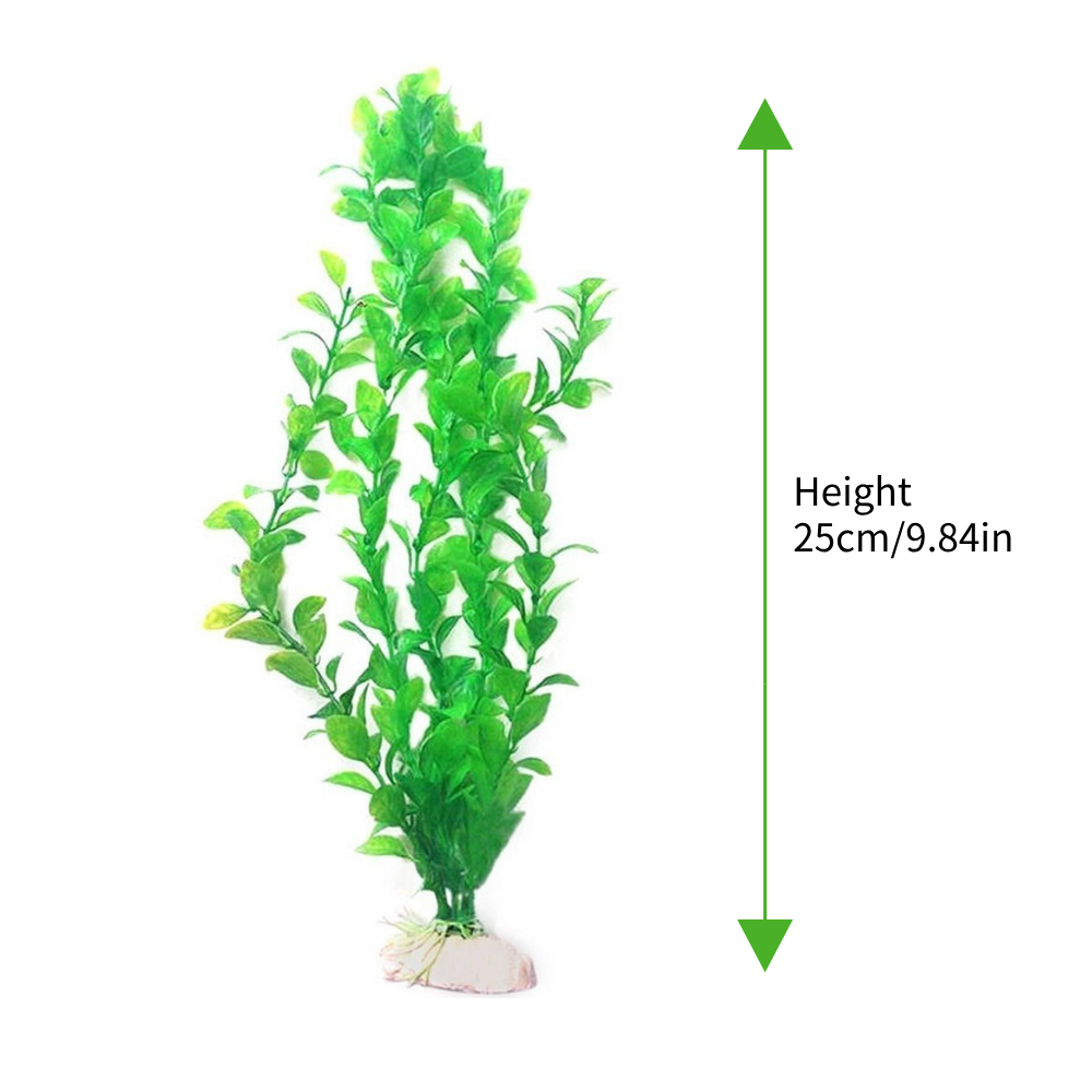 1/3 Buah Tanaman Hias Akuarium - Aquarium Plant Seeds ulasan dan harga