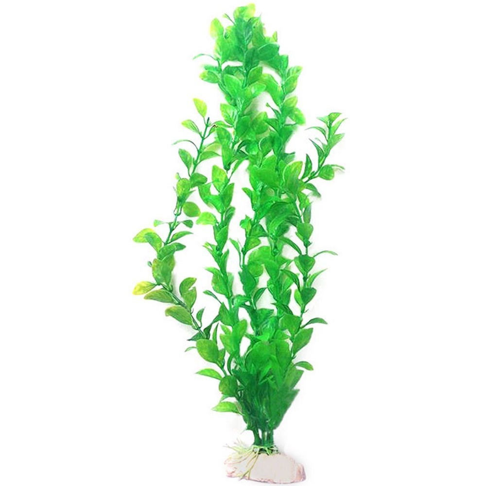1/3 Buah Tanaman Hias Akuarium - Aquarium Plant Seeds ulasan dan harga