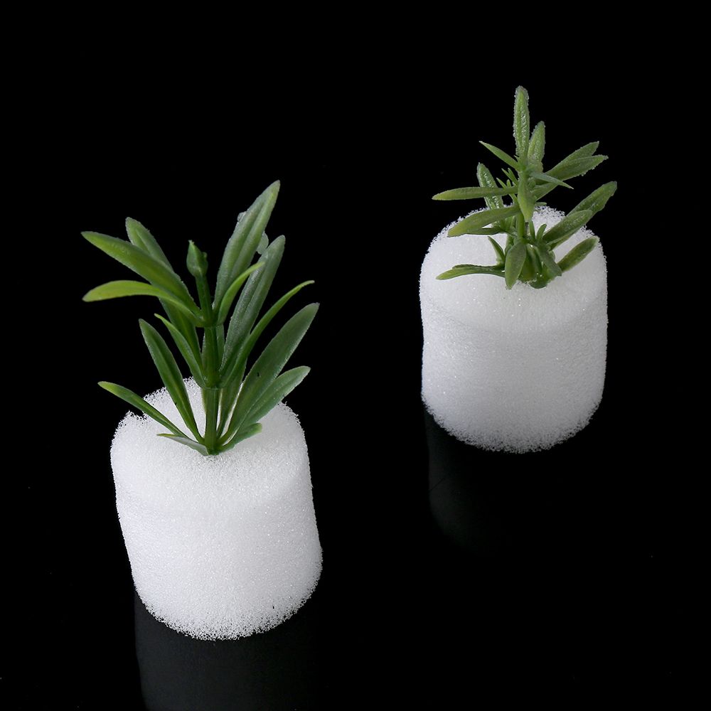 10/50 Buah Baki Benih Akuarium - Aquarium Plant Seeds ulasan dan harga
