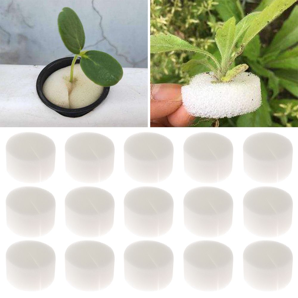 10/50 Buah Baki Benih Akuarium - Aquarium Plant Seeds ulasan dan harga