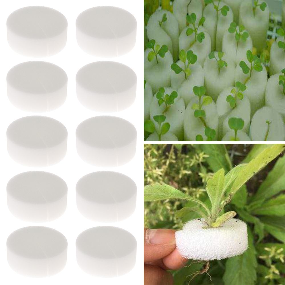 10/50 Buah Baki Benih Akuarium - Aquarium Plant Seeds ulasan dan harga