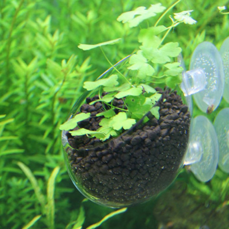 Akuarium Pot tanaman gantung g - Aquarium Plant Seeds ulasan dan harga