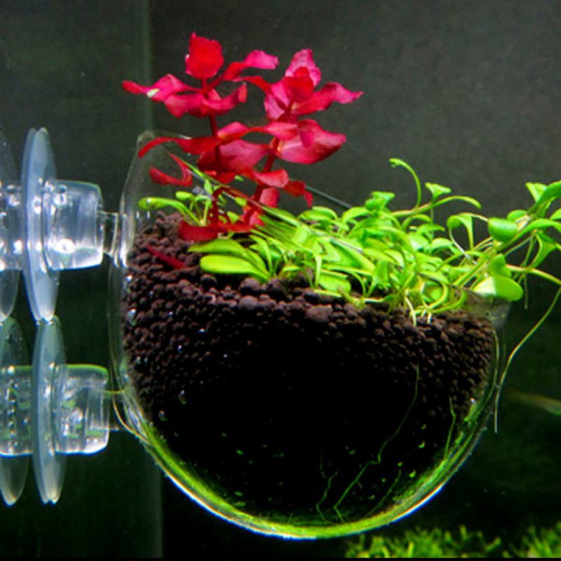 Akuarium Pot tanaman gantung g - Aquarium Plant Seeds ulasan dan harga