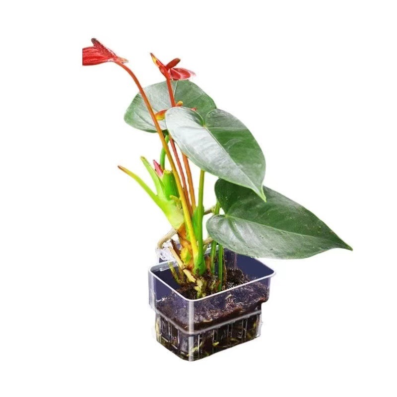 Keranjang Tanam Hidroponik Aku - Aquarium Plant Grass ulasan dan harga