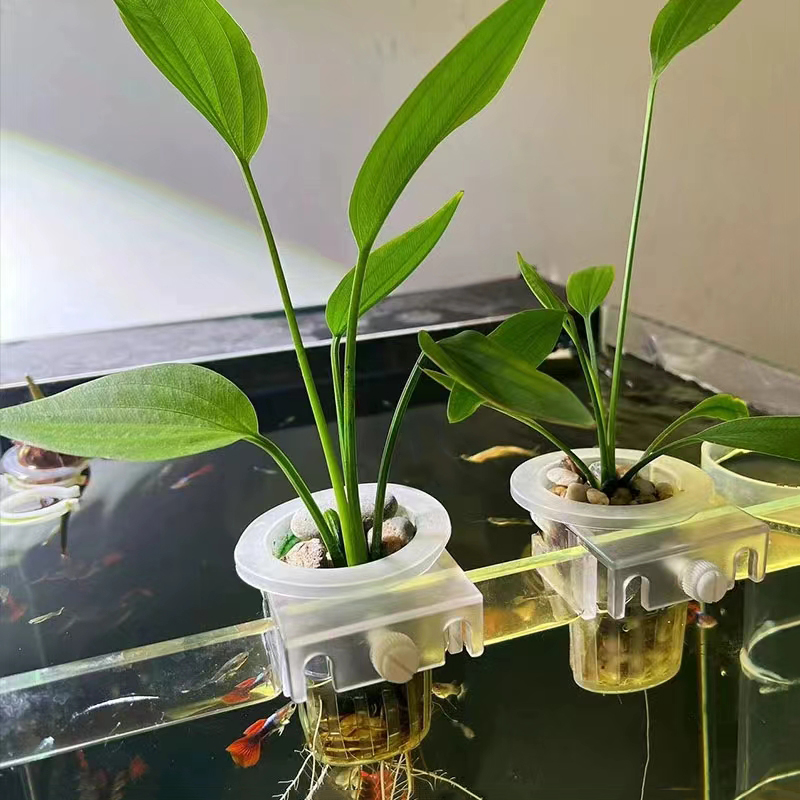 Keranjang penanaman akuarium h - Aquarium Plant Live ulasan dan harga