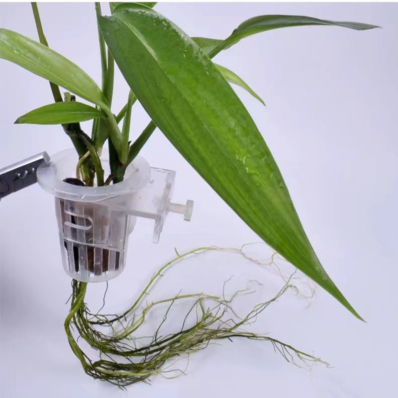 Keranjang penanaman akuarium h - Aquarium Plant Live ulasan dan harga